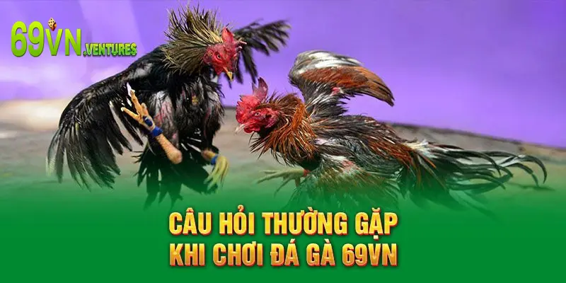 Câu hỏi thường gặp khi chơi đá gà 69VN
