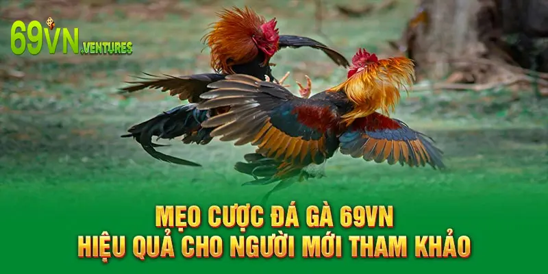 Mẹo cược đá gà 69VN hiệu quả cho người mới tham khảo